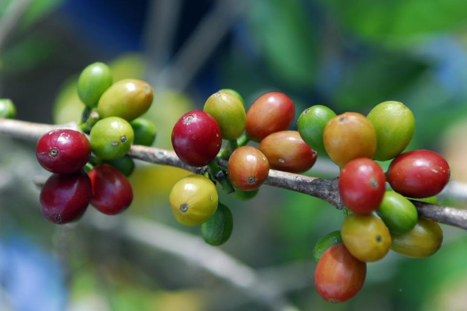 Wild coffee plants, Christmas trees and chocolate's tree are surprisingly poorly protected