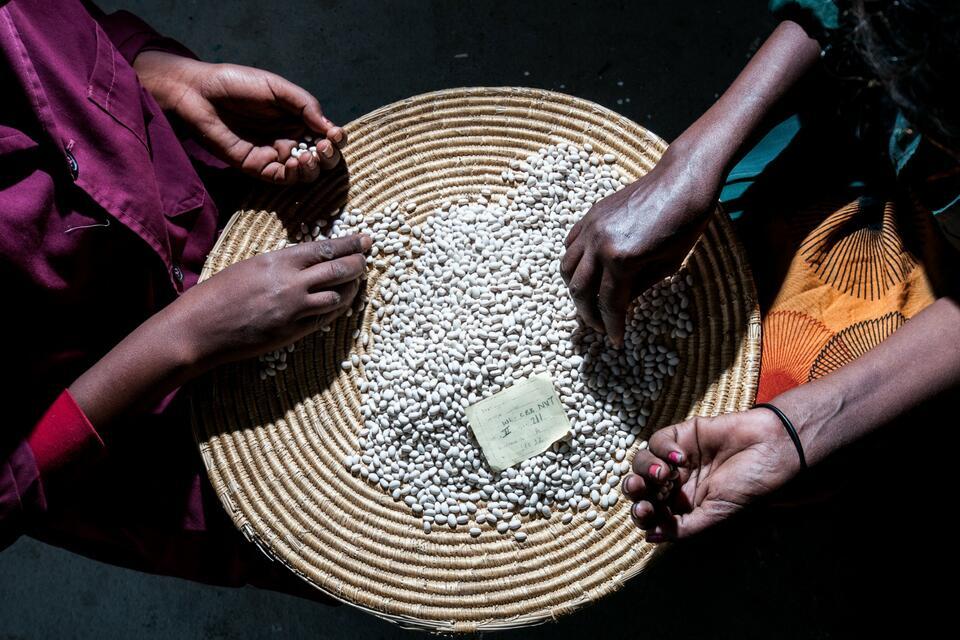 Community seed banks show promise as grassroots peacebuilding institutions