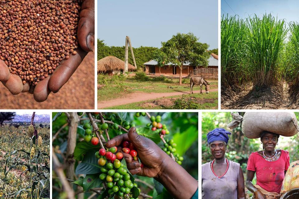 Consultation workshop - Strengthening Guinea&rsquo;s agricultural innovation ecosystem&nbsp;