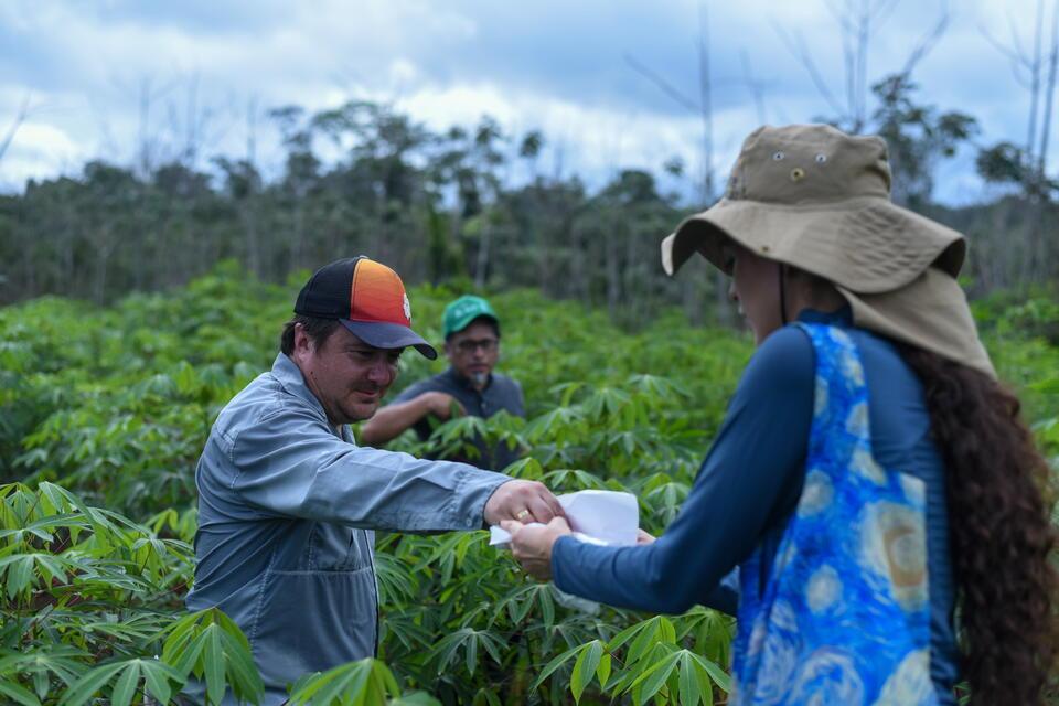 Countries join forces against Cassava Witches&rsquo; Broom Disease - Annual Report 2025 - Alliance Bioversity International - CIAT