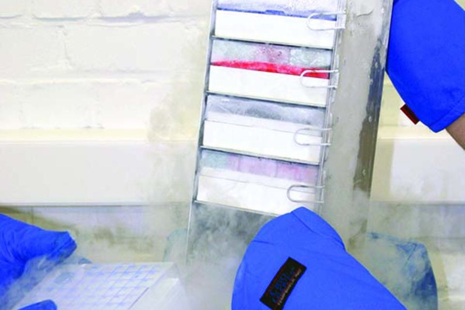 Bananas in the deep freeze: 10 years of cryopreservation