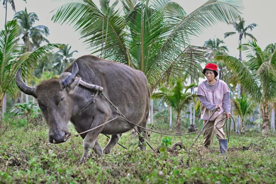 Plowing with buffaloes in the Philippines - an interview with one of the photo contest winners