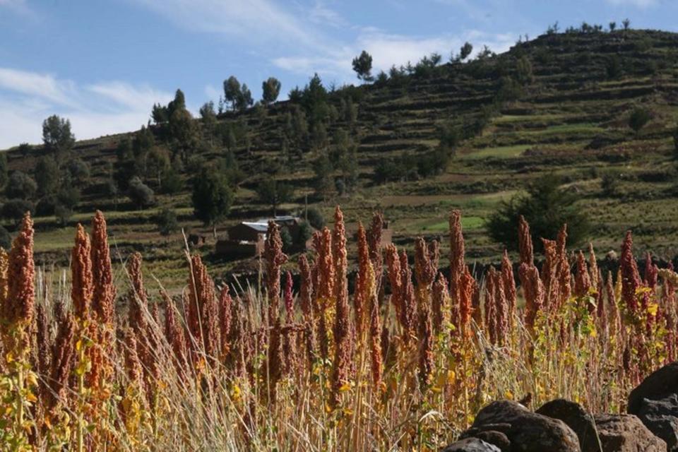 New book puts the spotlight on Andean ‘super grains’