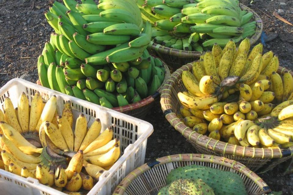 CNN talks to Bioversity International about 'Panama disease' in bananas