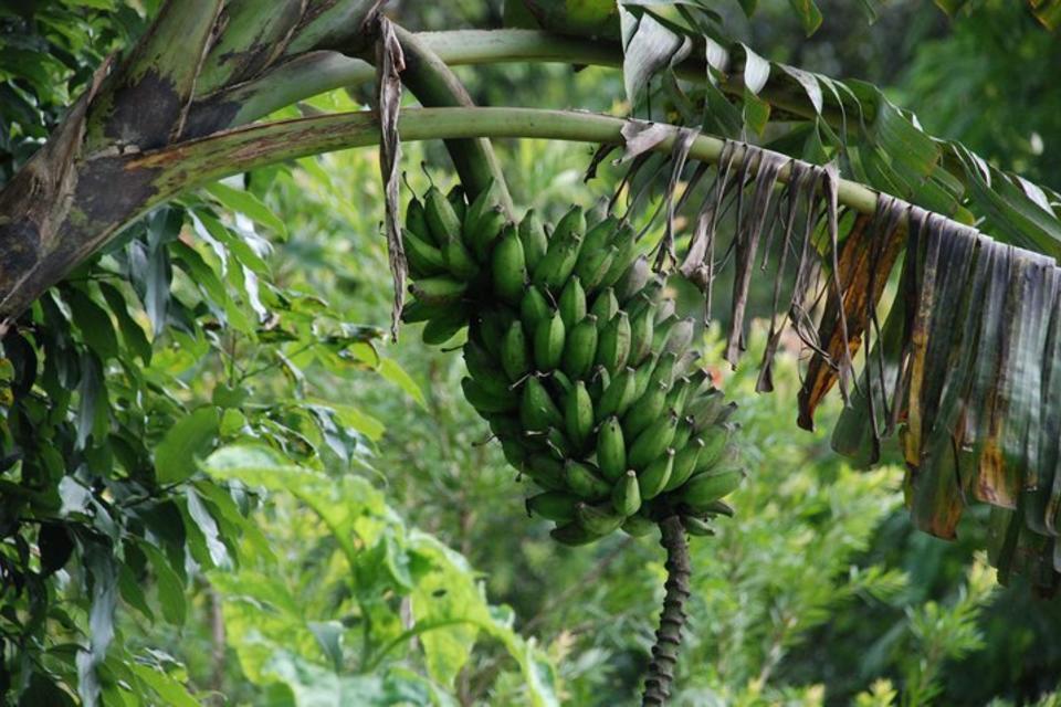 First ever banana crop contingency plan published