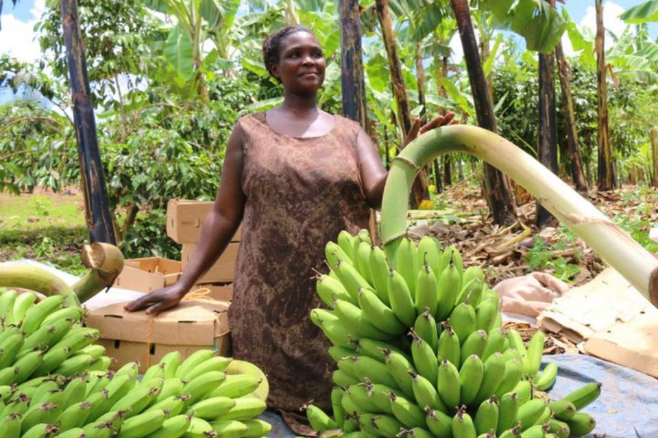 Innovation injects income opportunities into the banana value chain