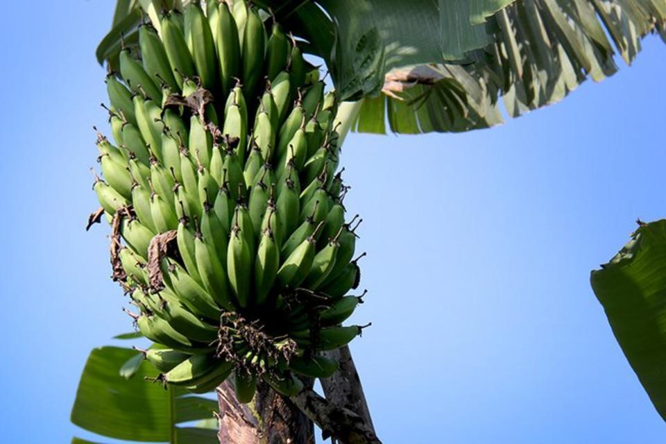New insights into banana genetics
