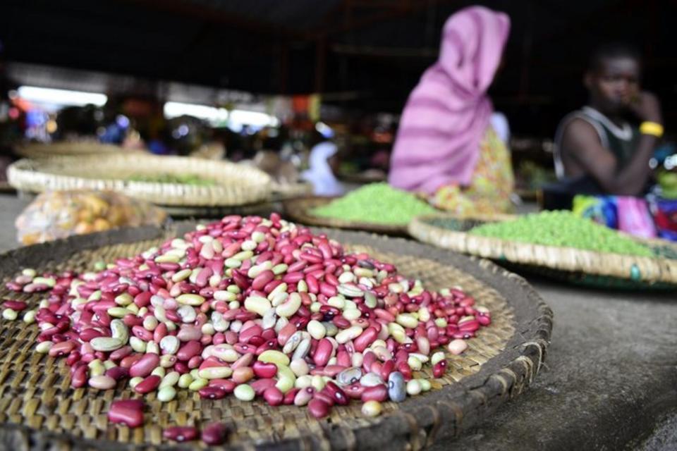 Cool beans: A vertical crop fit for Africa's changing climate and nutritional gaps