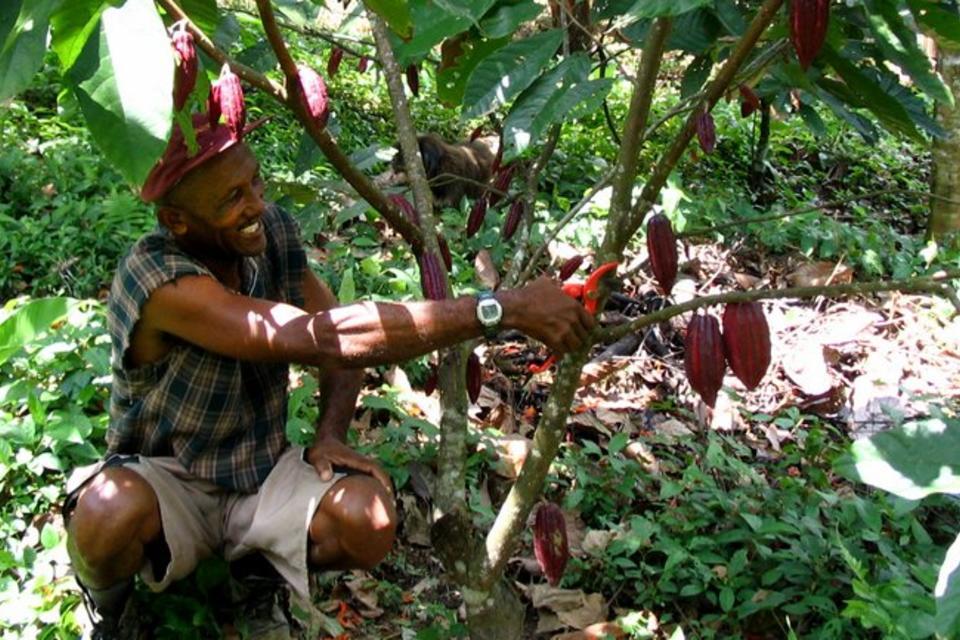 Moving towards a sustainable cocoa sector in Ghana