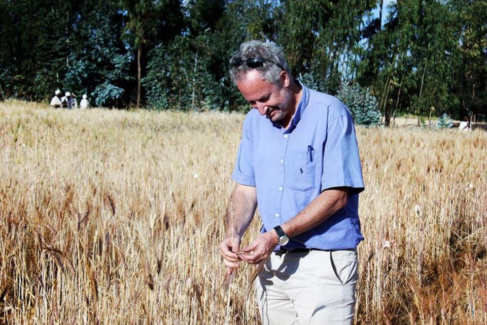 Can ancient Ethiopian wheat varieties provide resistance to stem rust?