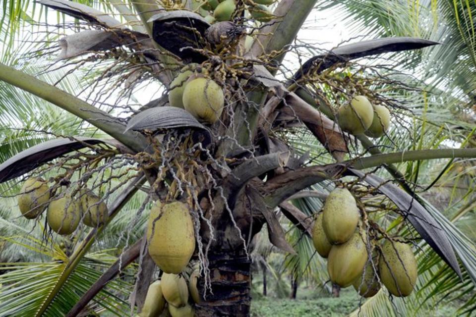 Saving the Pacific’s coconuts