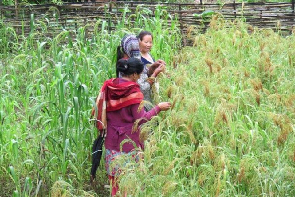Newly launched CGIAR Research Portfolio tackles growing complexity of agricultural development challenges