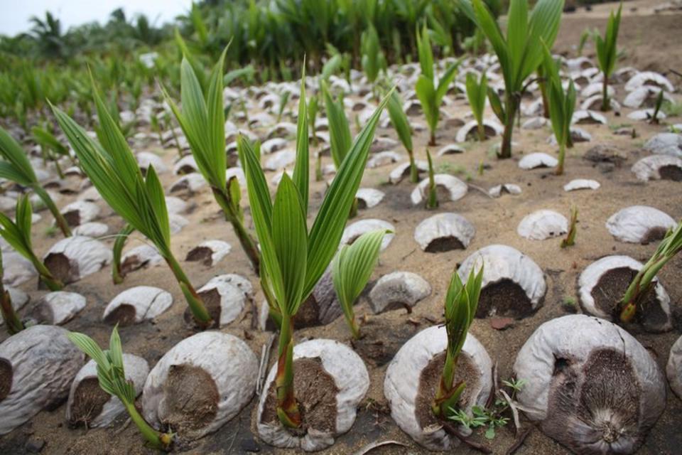 Saving the Pacific's coconuts