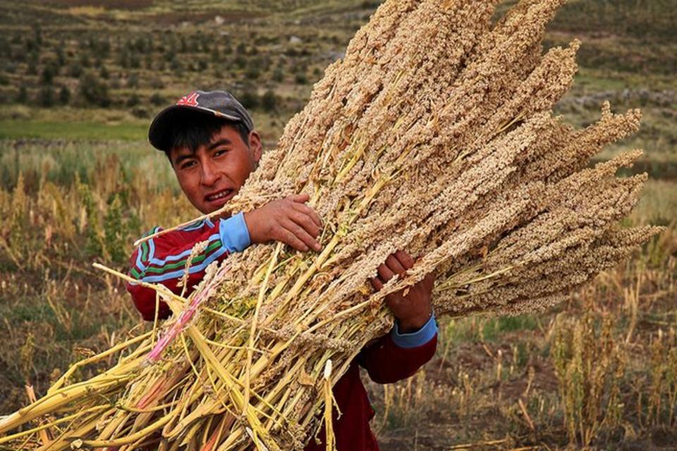 Peruvian government and farming communities commit to conserving quinoa diversity