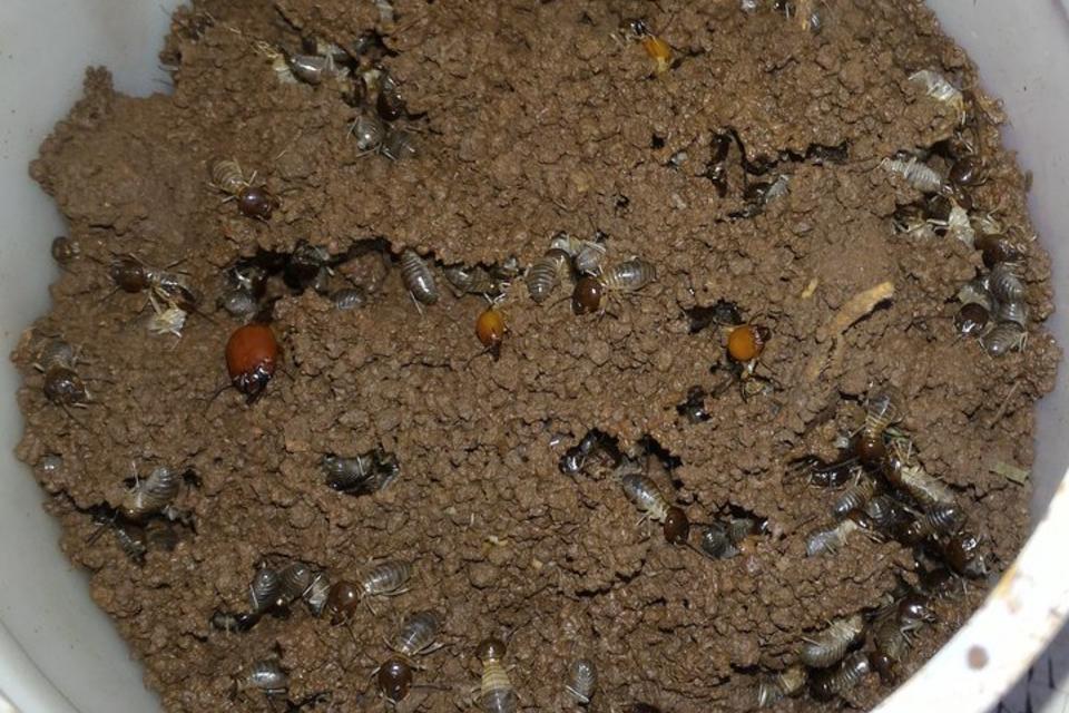 Why community action to improve nutrition in Kenya includes a side order of termites