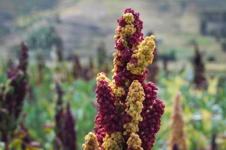 New study shows quinoa is good for quinoa farmers
