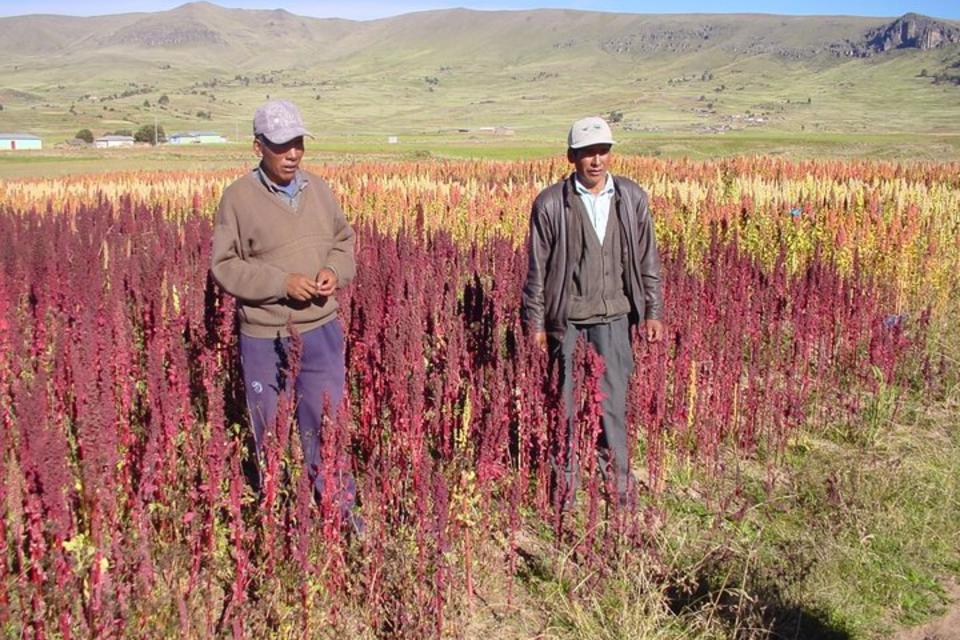 Learning from the Andeans and safeguarding crop diversity in mountain communities in China