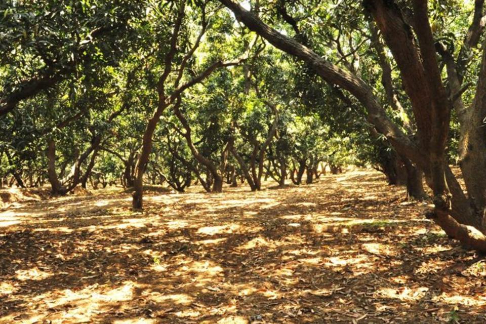 Inherited orchards are a treasure trove of mango diversity in southern India