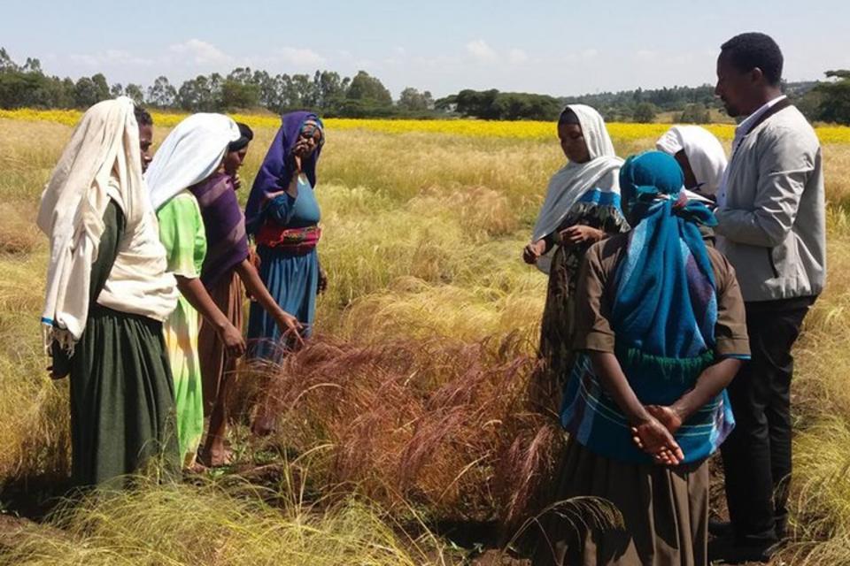 Científicos develan los secretos del superalimento de Etiopía, en una carrera por salvarlo del calentamiento global