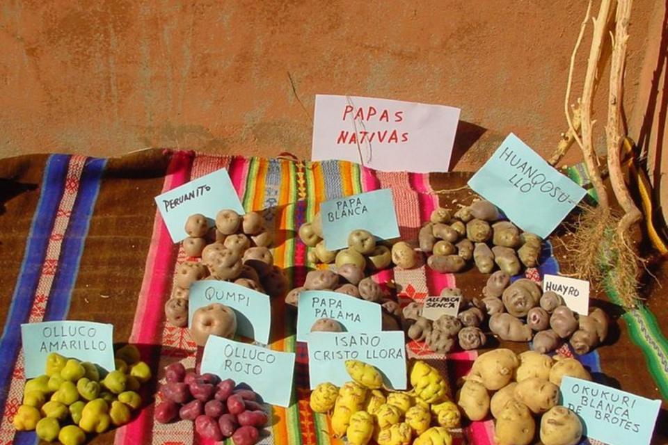 How is agrobiodiversity faring in Peru?