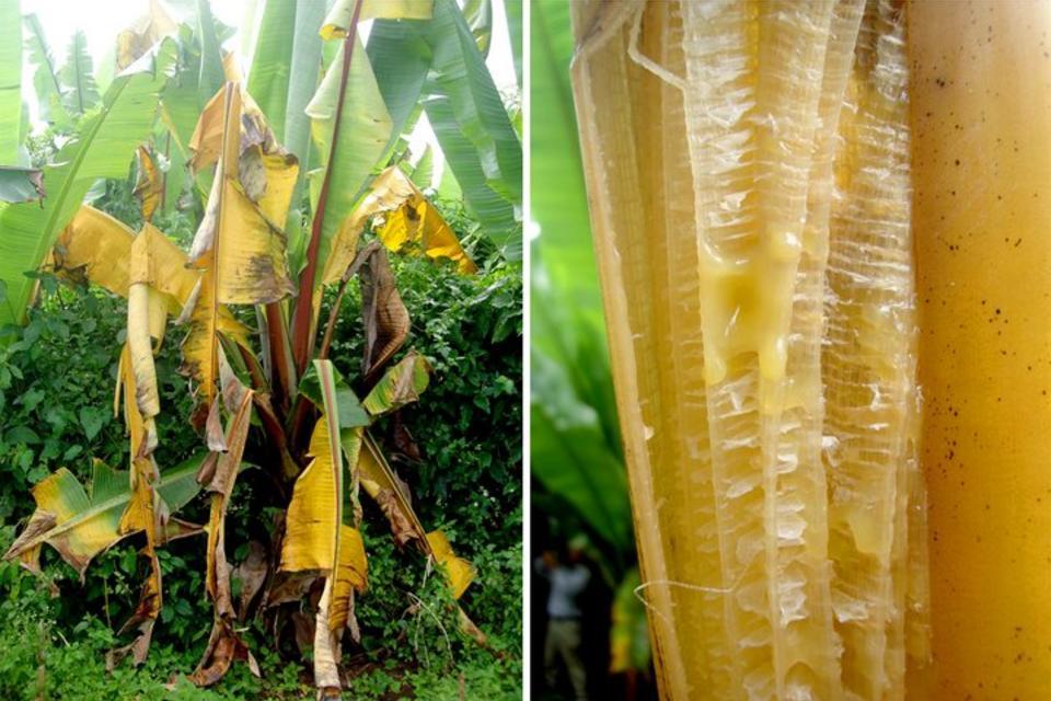 One-stop shop for knowledge on banana and enset bacterial wilt