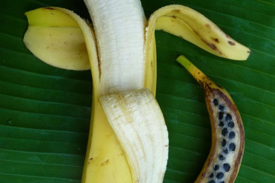 Al Jazeera writes about the need to diversify banana production