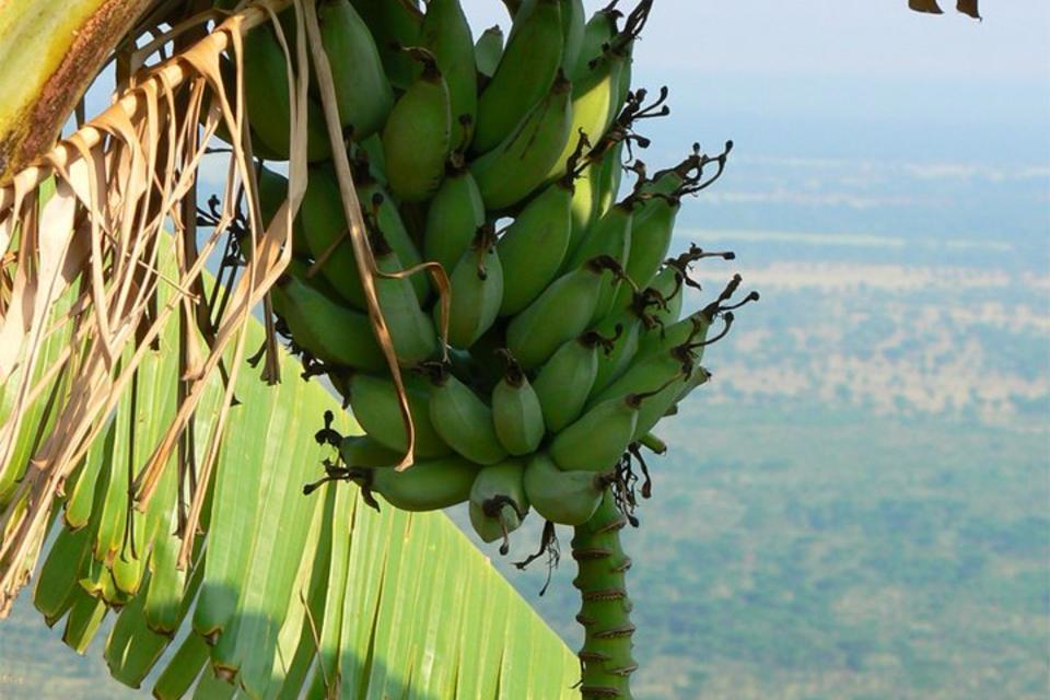 CGIAR centres and research programmes combine forces to reduce the damage of banana disease in Uganda