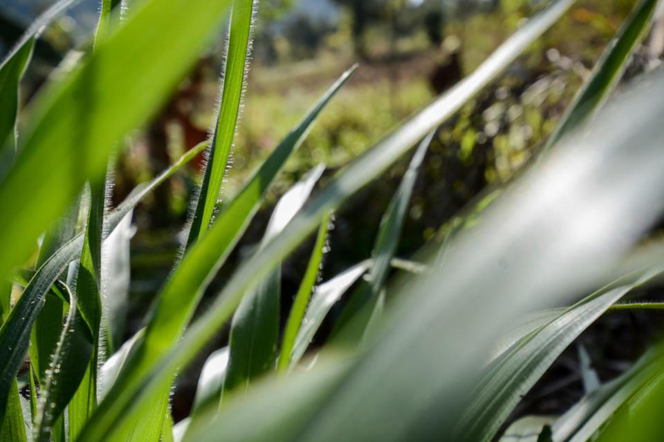 Study finds 40% more milk and tens of millions of dollars in revenue possible for African farmers adopting new drought-resistant pasture grass