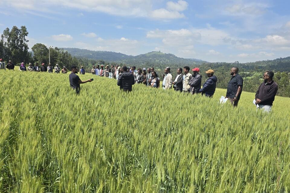 Empowering development agents as digitally enabled harmonized fertilizer and agronomic solutions (HaFAS) advisers in Ethiopia - Alliance Bioversity International - CIAT