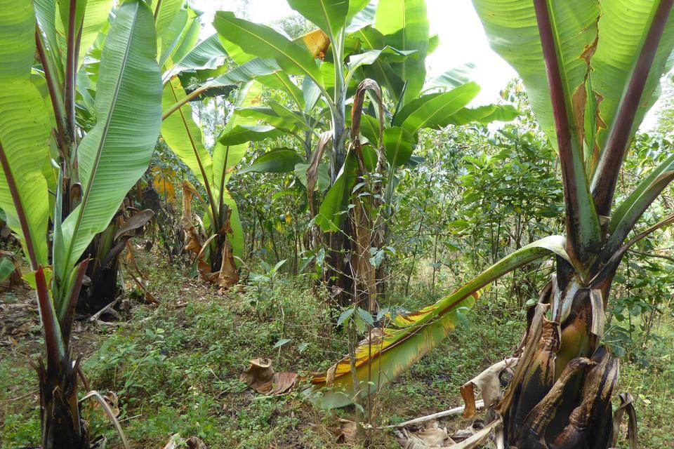 Enset root mealybugs-threat to bananas-Alliance Bioversity International - CIAT