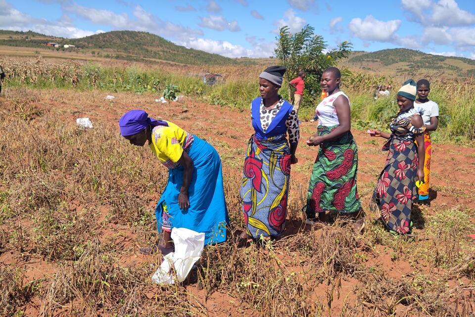 Farmers take lead in shaping Malawi's next generation of bean varieties - Alliance Bioversity International - CIAT