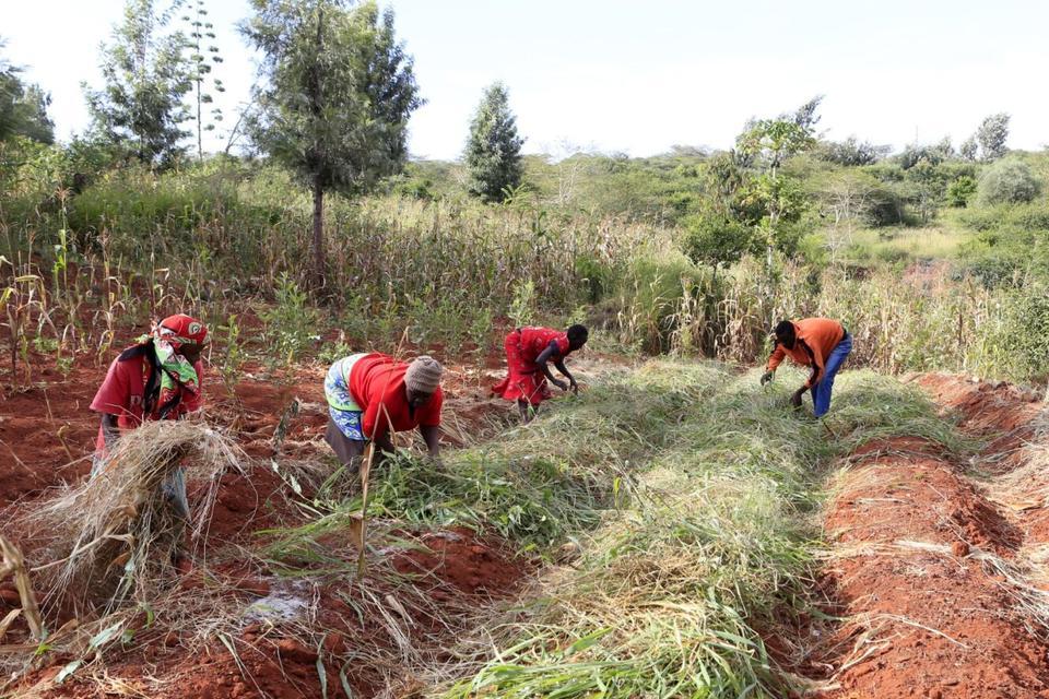 Food forests are connecting vulnerable consumers and organic farmers in Kenya - Alliance Bioversity International - CIAT