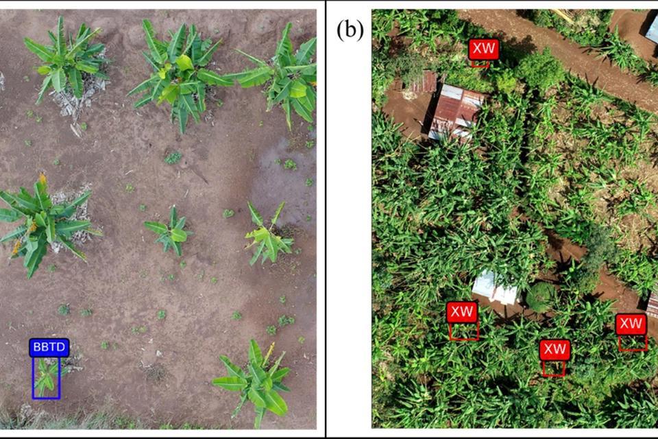 These images show aerial images used to detect banana bunchy top disease (blue boxes) and Xanthomonas Wilt of Banana (red boxes). Credit: Selvaraj et al.