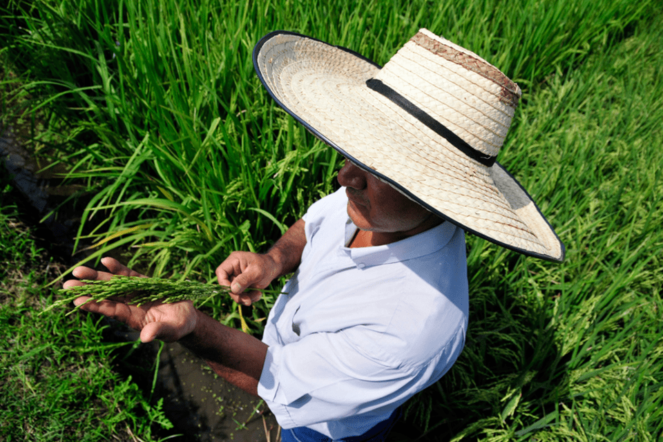 Arroceros colombianos aprovechan el Big Data para enfrentar la variabilidad clim&aacute;tica