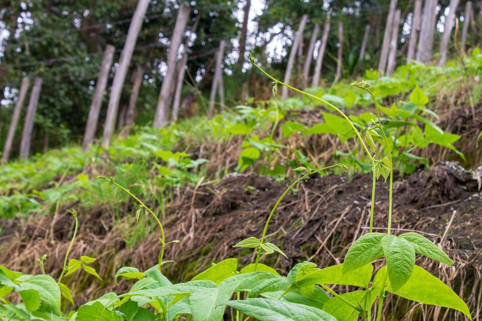 Lanzan al mercado de Colombia primer fríjol voluble biofortificado, apto para sembrar en zona de cordillera