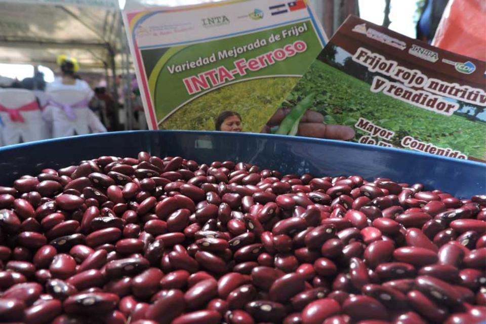 SMR88: La nueva variedad de fr&iacute;jol liberada en Nicaragua