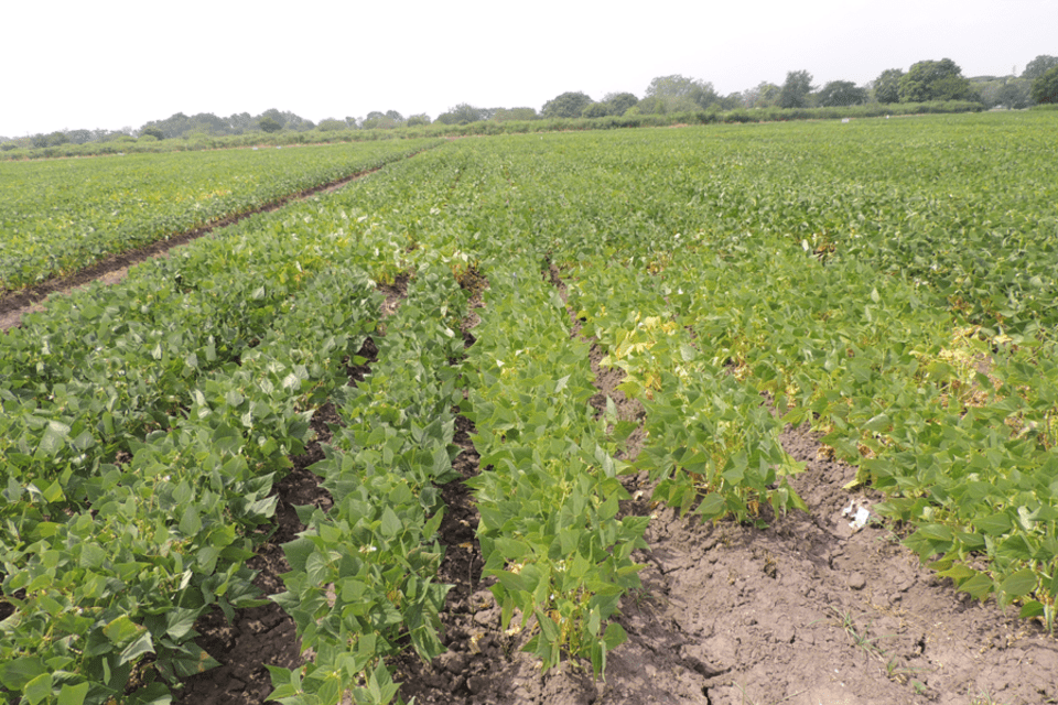 Ocho l&iacute;neas de fr&iacute;jol con la combinaci&oacute;n perfecta: resistencia a sequ&iacute;a y alta producci&oacute;n de grano