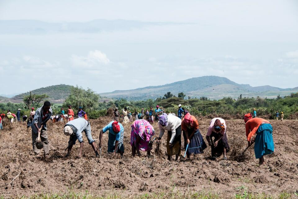 From carbon-market ambition to smallholder benefits in Ethiopia