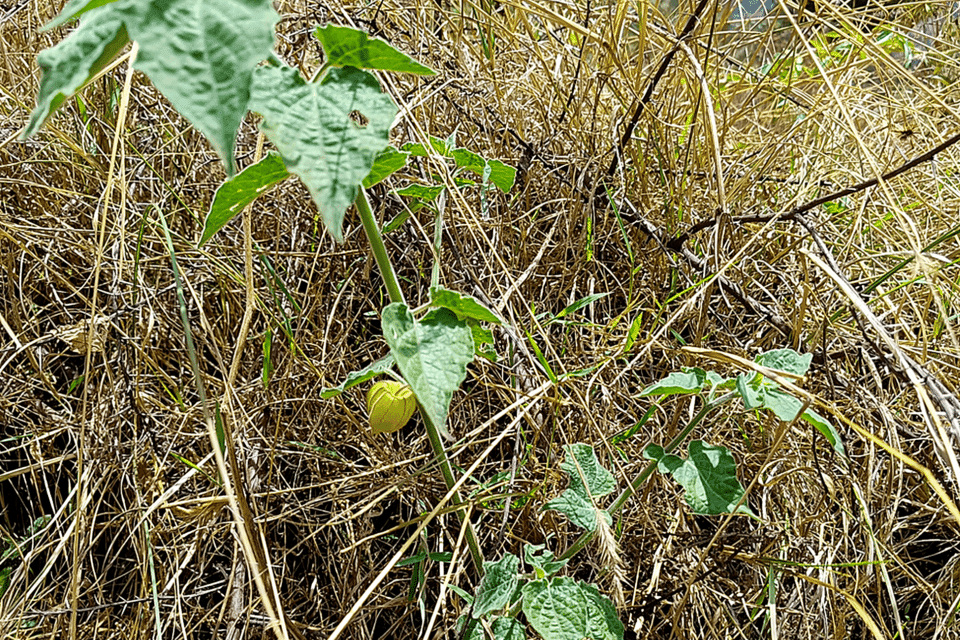 From restoration to nutrition Exploring edible plant diversity in Ethiopia’s Green Legacy Initiative sites