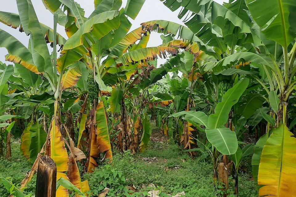 Fusarium wilt of banana - Alliance Bioversity International and CIAT