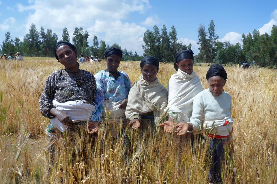 Gender in Crop Improvement and Technology Development - Alliance Bioversity International - CIAT