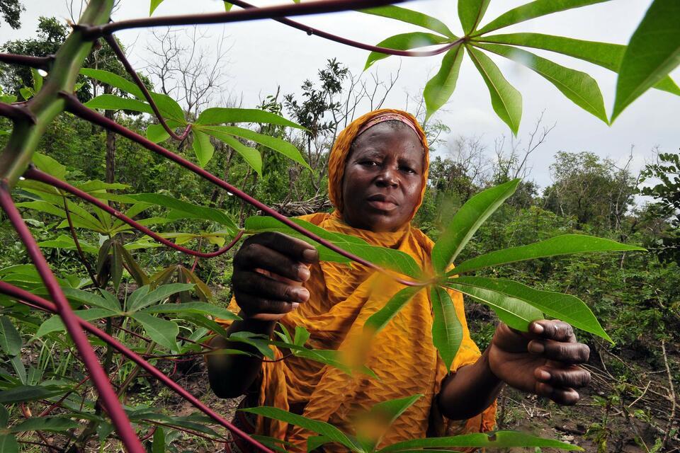 Ghana - Alliance Bioversity International - CIAT