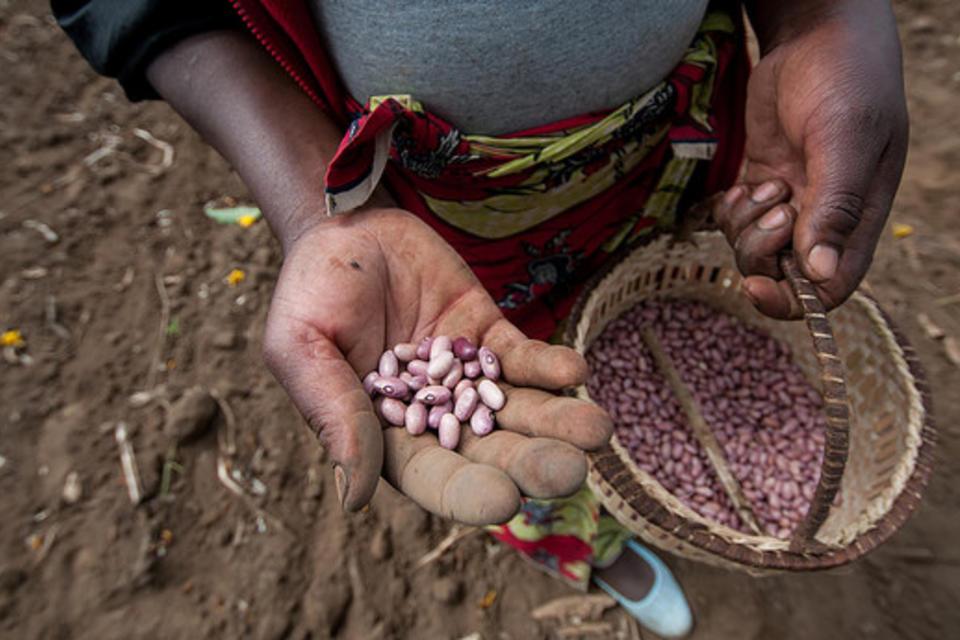 Smart beans help farmers cope with global warming – CIAT on Deutsche Welle