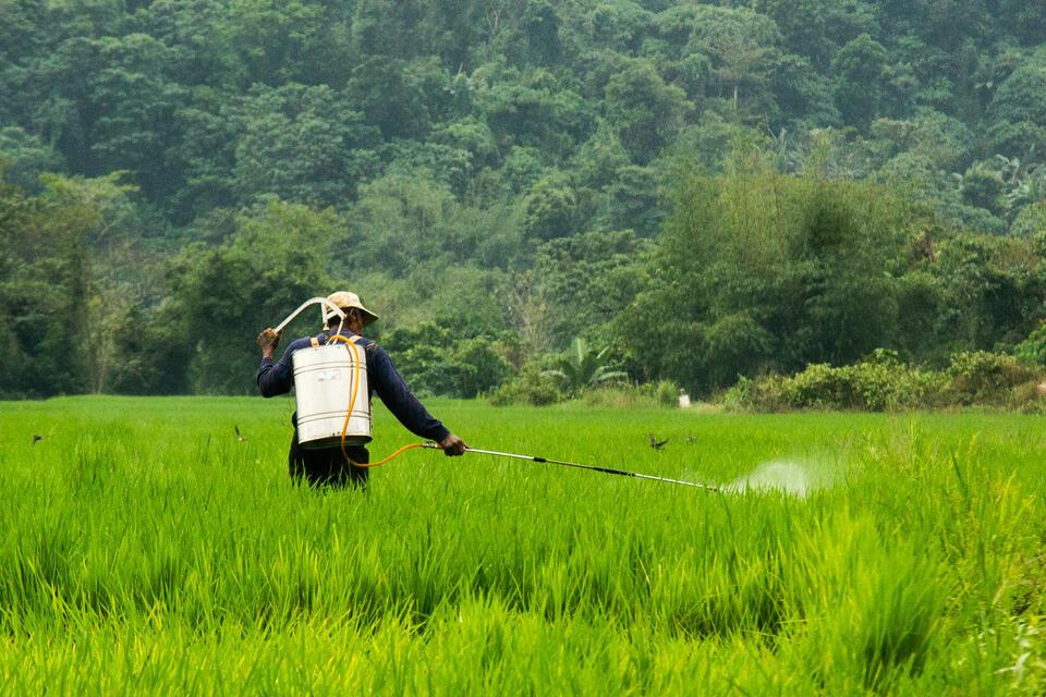 Heat-proofing the Philippines&rsquo;s agri-food sector in the face of threatening Super El Ni&ntilde;o
