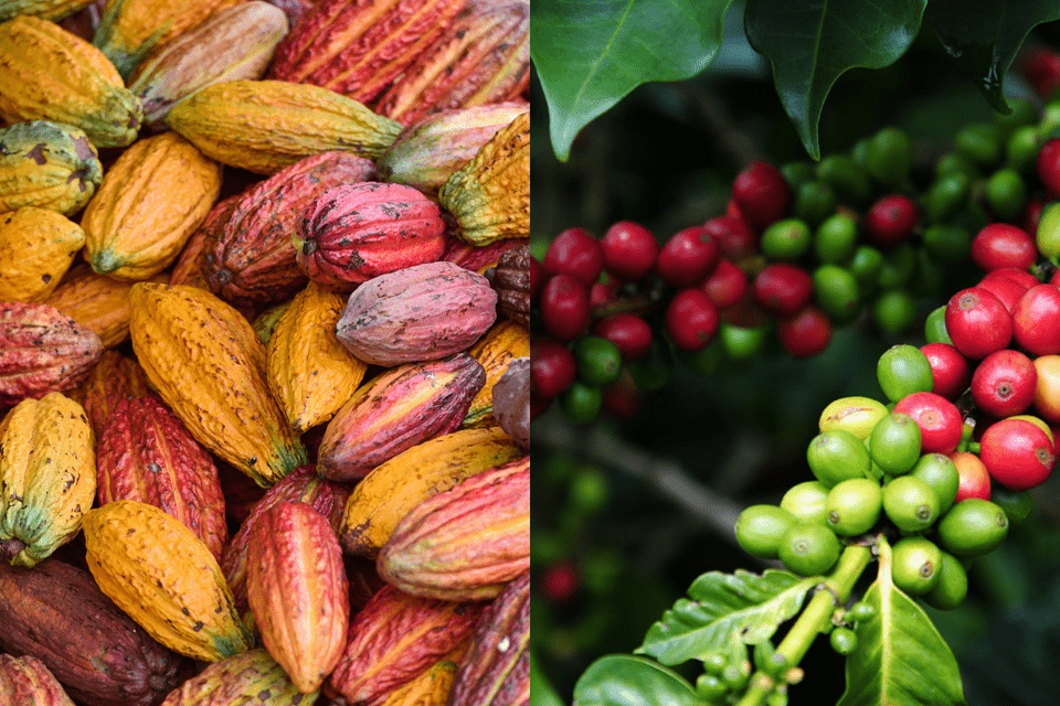 Improving cacao and coffee systems through innovations and partnerships