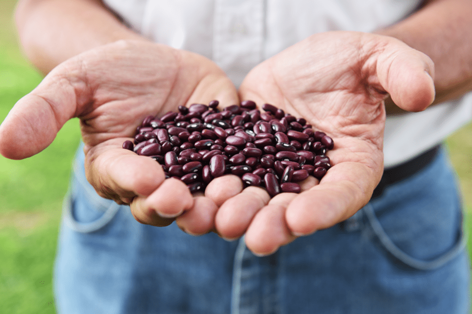 Lanzan nuevas variedades de fr&iacute;jol para mejorar la alimentaci&oacute;n de los colombianos y responder al cambio clim&aacute;tico