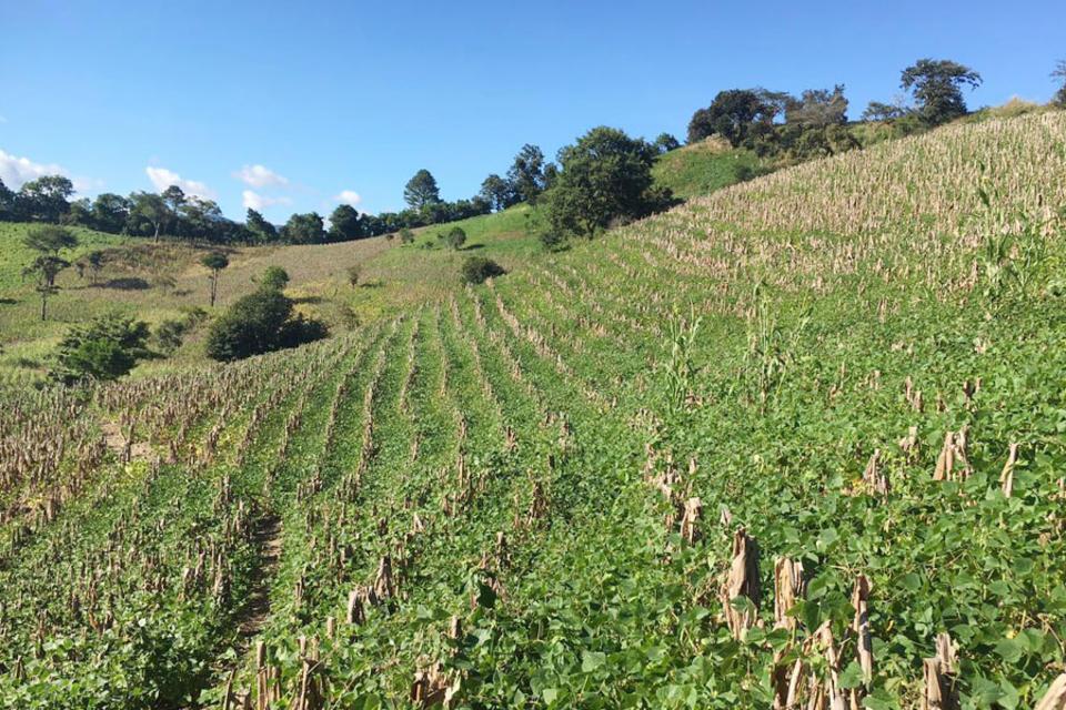 El sector agrícola de Guatemala está ahora mejor preparado para los riesgos climáticos