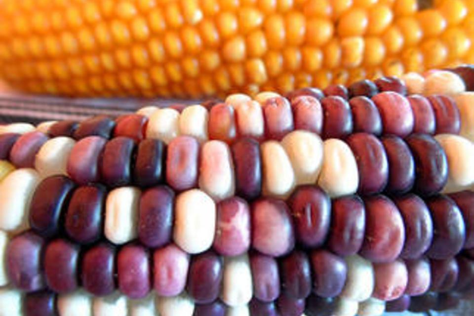 Comunidades en Guatemala guardan la diversidad del maíz