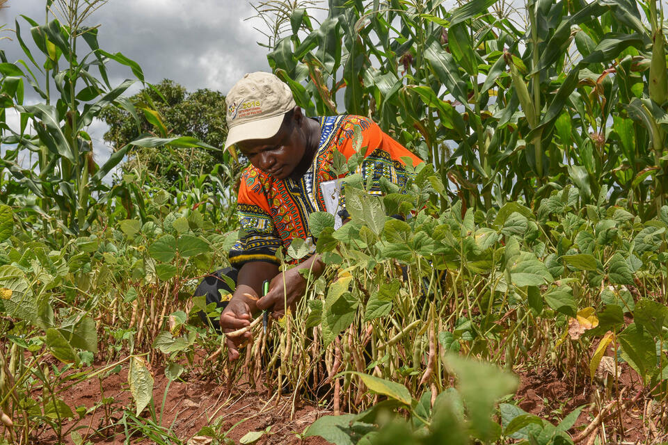 Malawi - Alliance of Bioversity International and CIAT