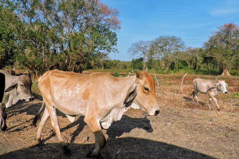 Manantial de leche fluye al norte de Nicaragua
